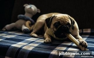jdb电子超级大奖福利全解析：玩转不计胜负优惠活动实战指南