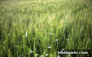 龙王捕鱼新用户福利终极盘点：jdb电子超级大奖助力，从注册到高手全攻略
