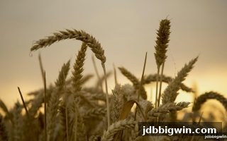 如何畅享jdb电子超级大奖？MG电子游戏账户安全与实战指南