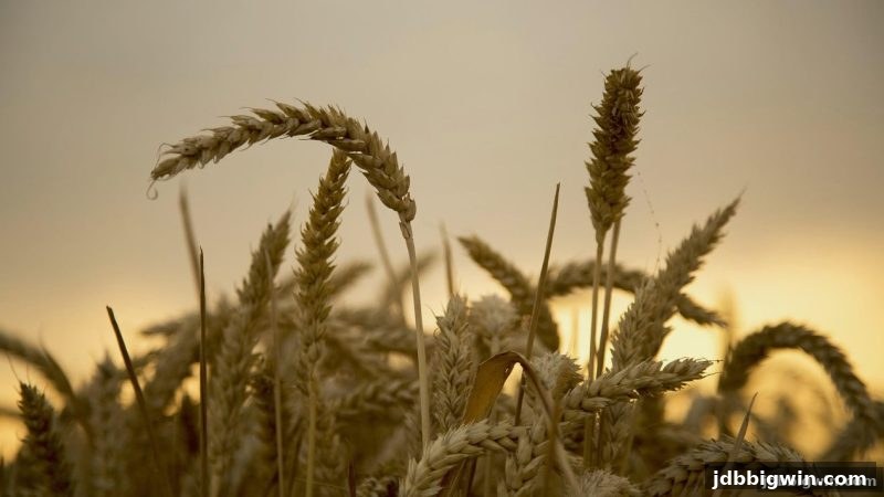 如何畅享jdb电子超级大奖？MG电子游戏账户安全与实战指南