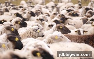 英超直播时间表与让球盘玩法指南：jdb电子超级大奖助你精准把握每一场对决